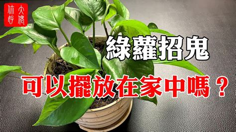 綠蘿招鬼|綠蘿會招鬼嗎？一顆綠蘿七個鬼是什麼意思？